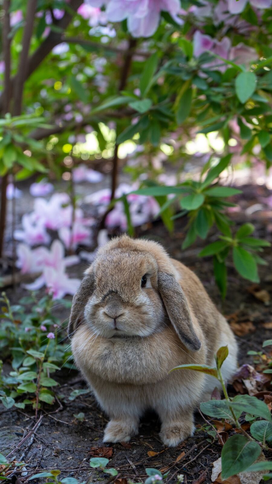 Garden Portrait