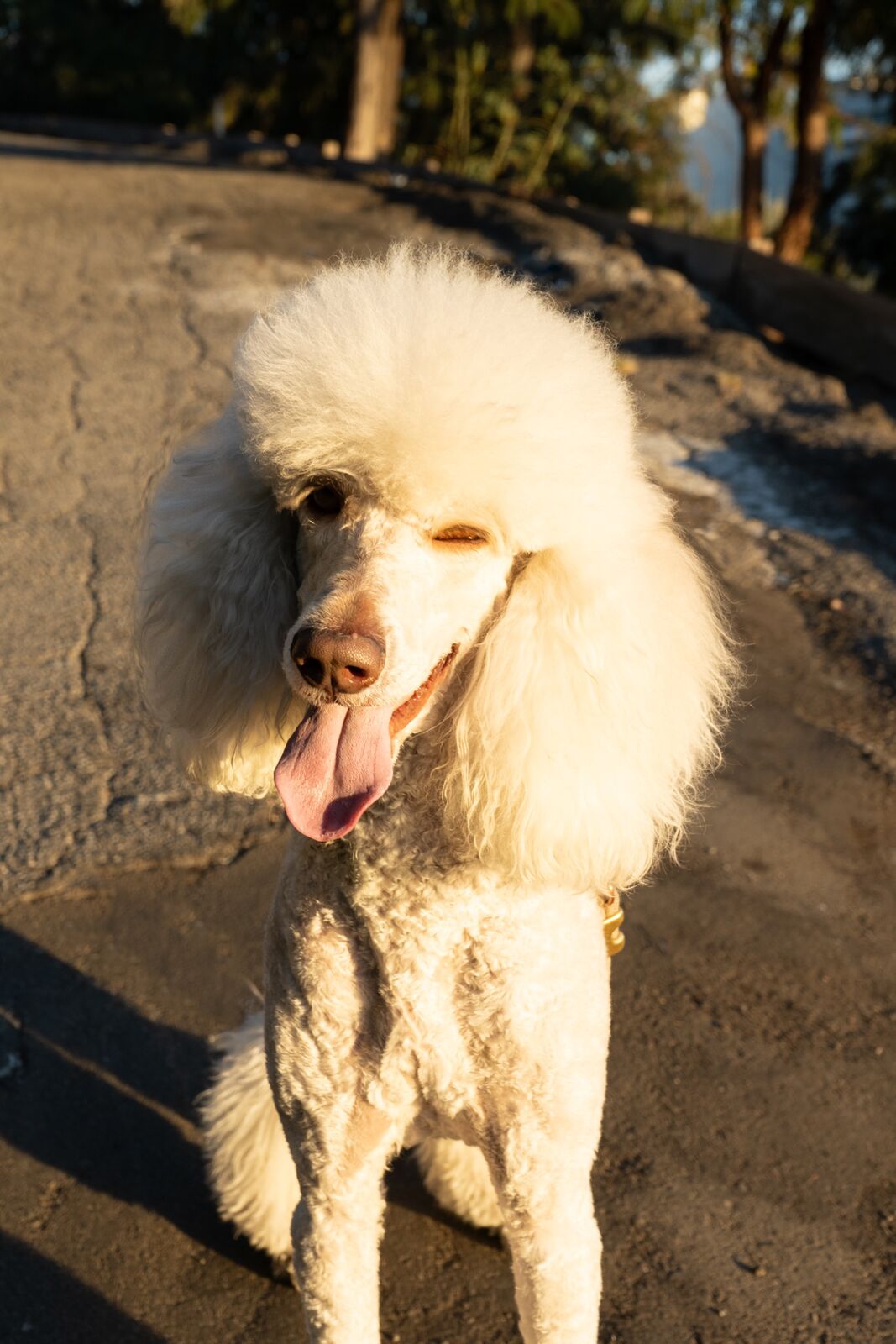 Golden Hour Portrait