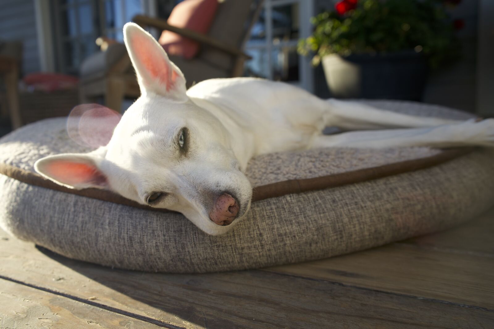 Afternoon Rest