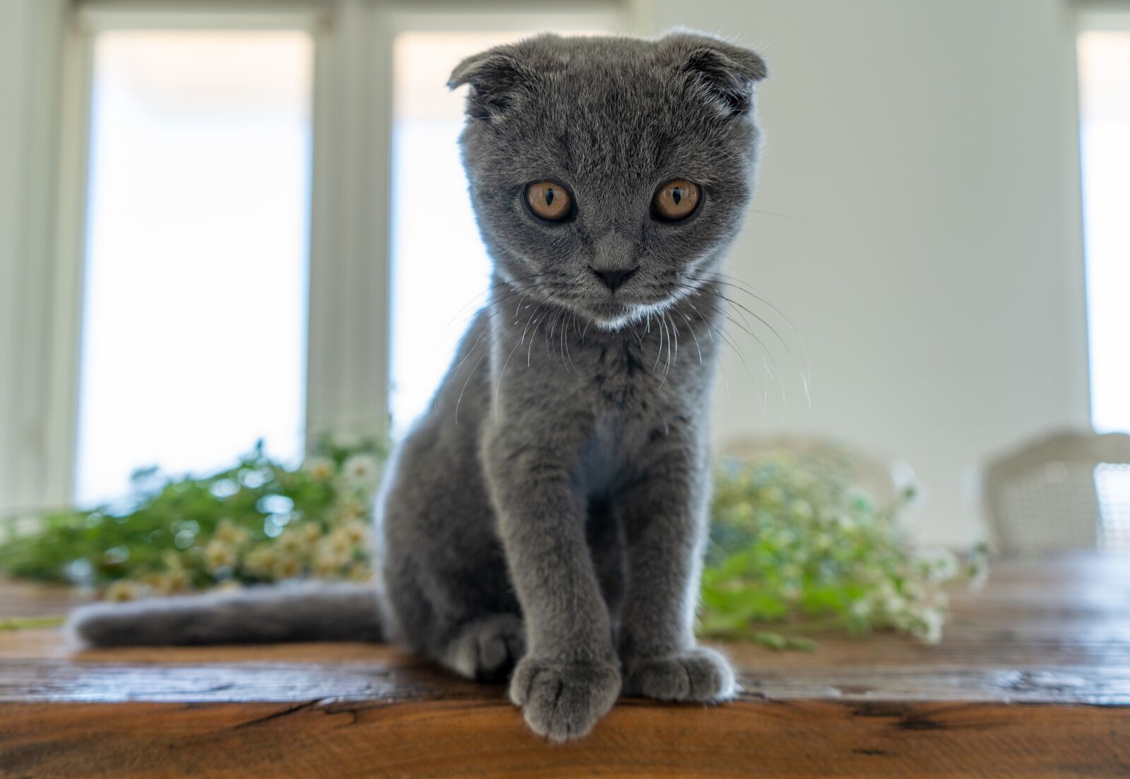 The Curious Cat