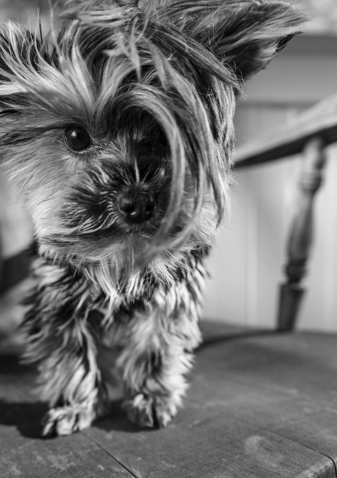 Soulful Gaze